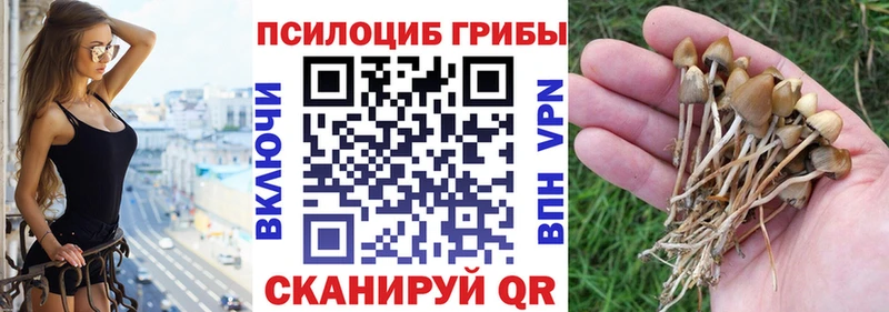 Галлюциногенные грибы Psilocybine cubensis  Лениногорск 
